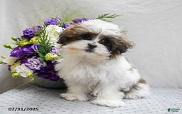 Shihpoo dogs for sale: Moose - Image 15