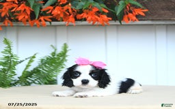 Cocker Spaniel dogs for sale: Nala - Image 4