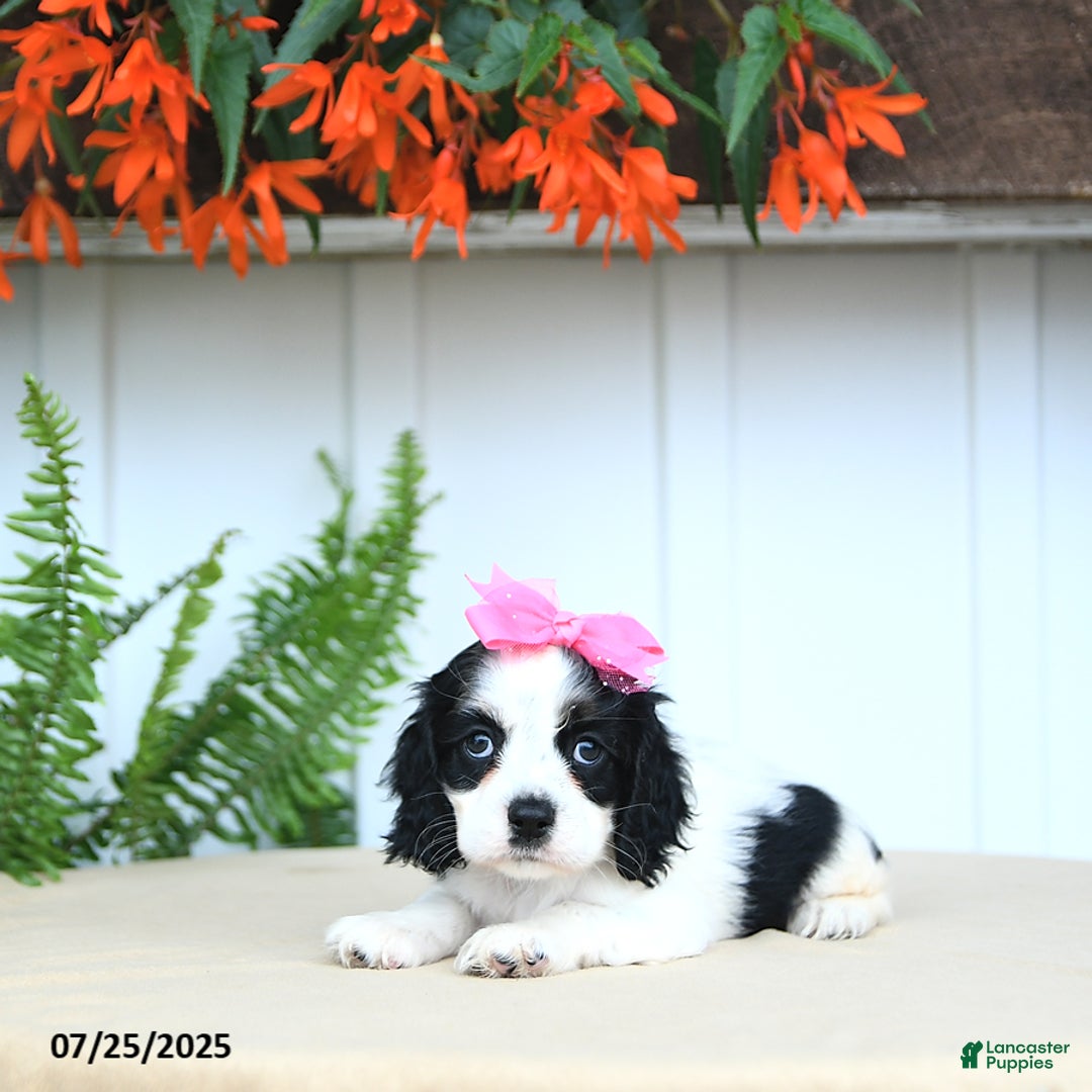 Cocker Spaniel dogs for sale: Nala - Image 4