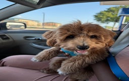 Maltipoo dogs for sale: Princeton - Image 5
