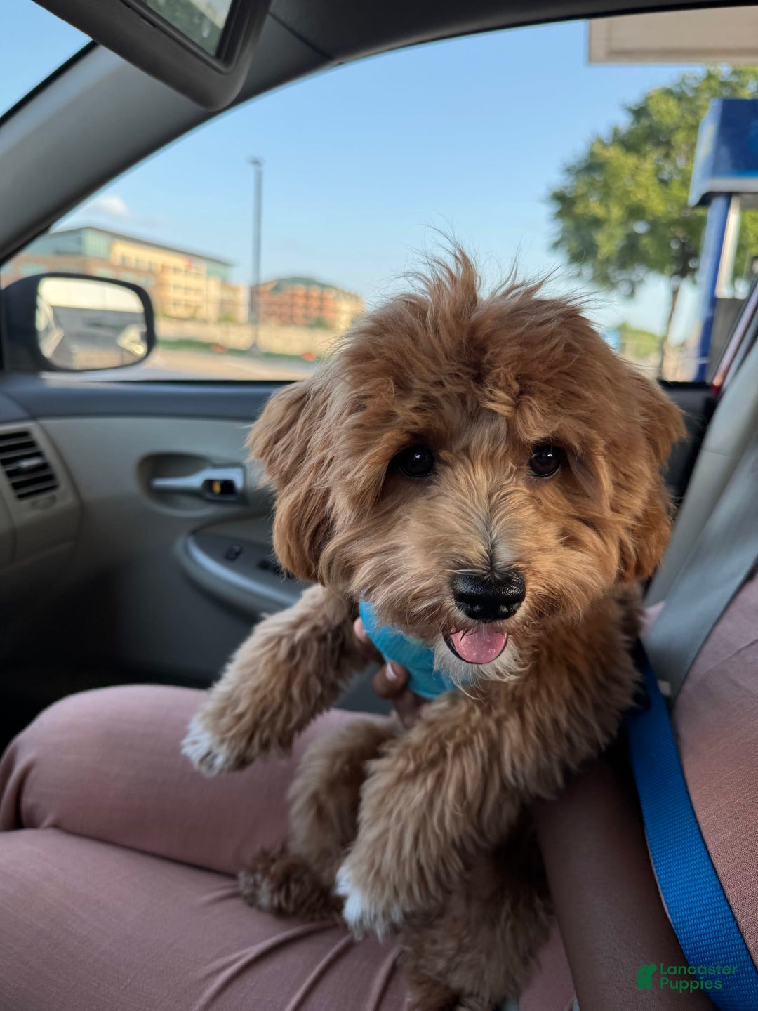 Maltipoo dogs for sale: Princeton - Image 5