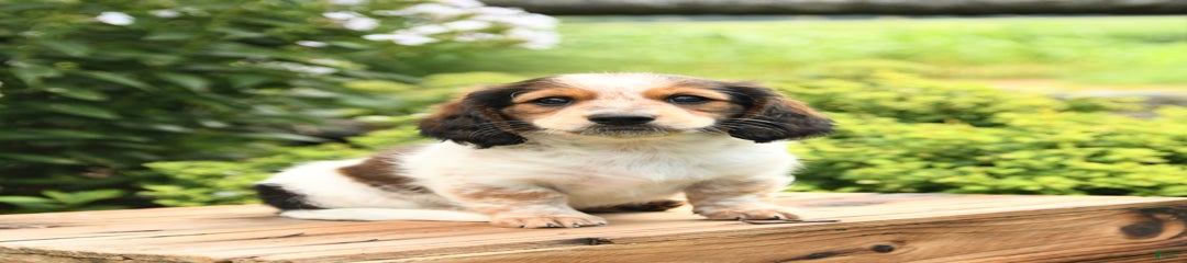 Archie