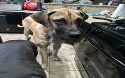 Great Dane dogs for sale: Purple Girl - Image 6