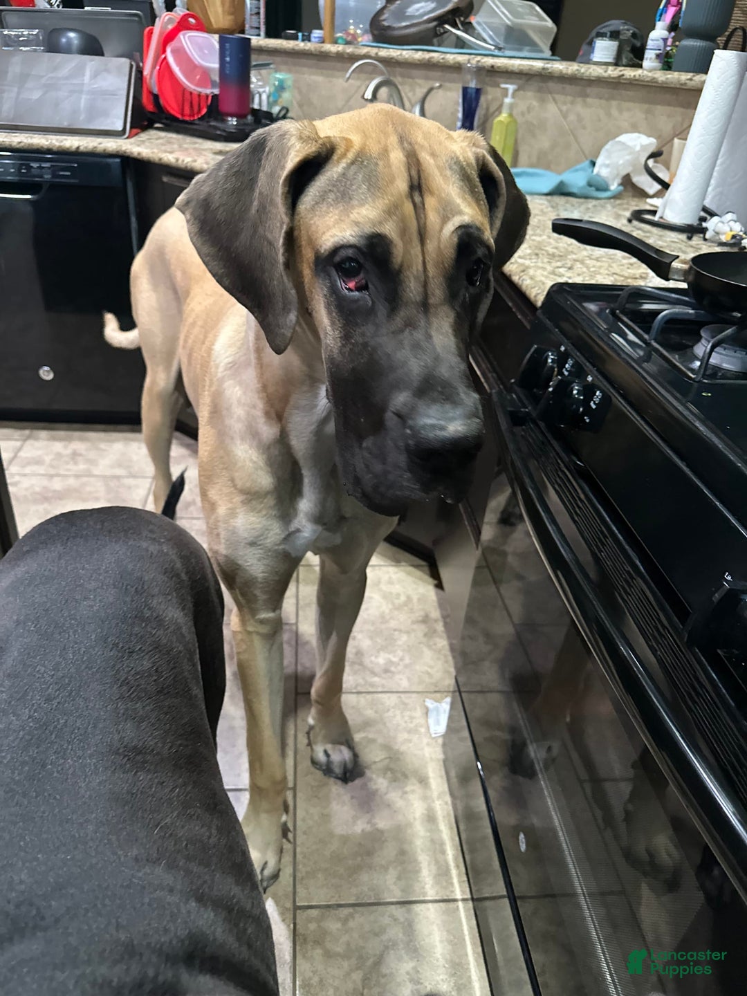 Great Dane dogs for sale: Purple Girl - Image 6