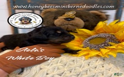 Mini Bernedoodle dogs for sale: Aelas White Boy - Image 20