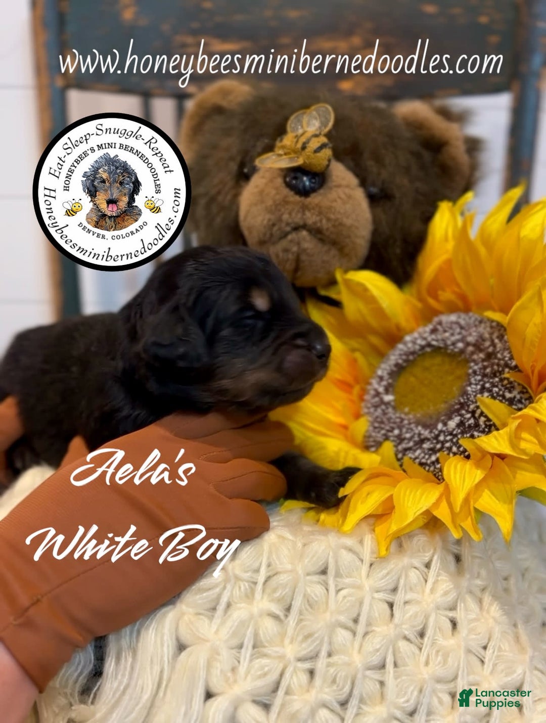 Mini Bernedoodle dogs for sale: Aelas White Boy - Image 20