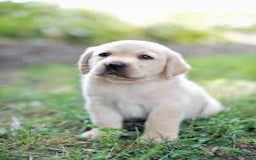 Airedale Terrier dogs for sale: Adam - Image 1
