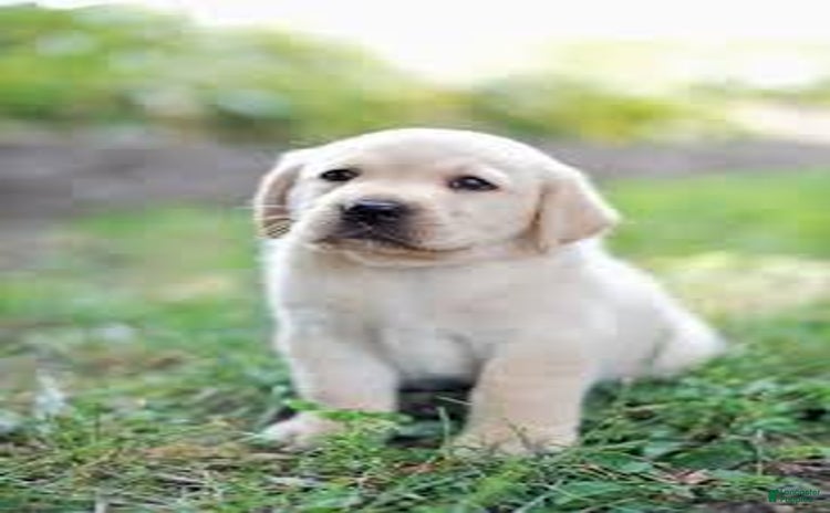 Airedale Terrier dogs for sale - Ad 2