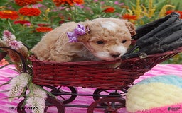 Toy Poodle dogs for sale: Blossom - Image 4