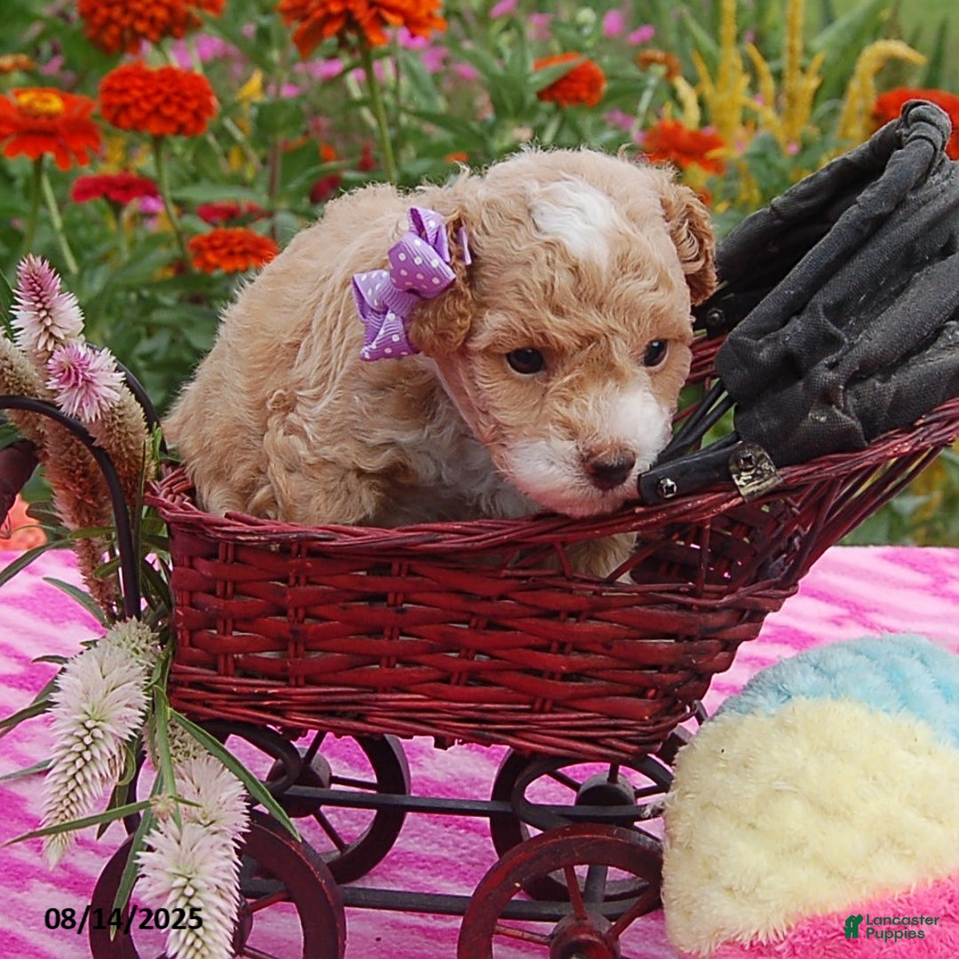 Toy Poodle dogs for sale: Blossom - Image 4