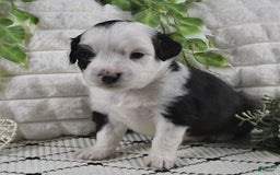 Miniature Australian Shepherd dogs for sale: Axel Toy - Image 5