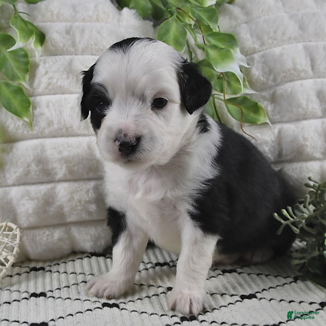 Miniature Australian Shepherd dogs for sale: Axel Toy - Image 5