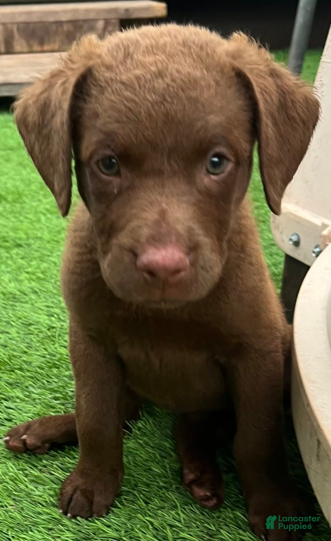 Chesapeake Bay Retriever dogs for sale: Female Yellow Collar - Image 4