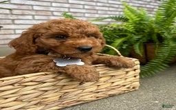 Goldendoodle dogs for sale: Charlotte - Image 1