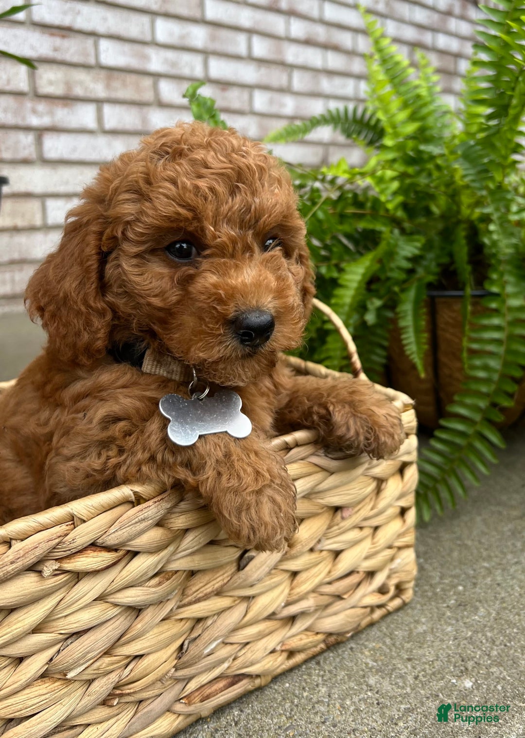 Goldendoodle dogs for sale: Charlotte - Image 1