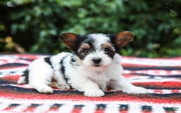 Yorkshire Terrier dogs for sale: Travis Teacup - Image 8