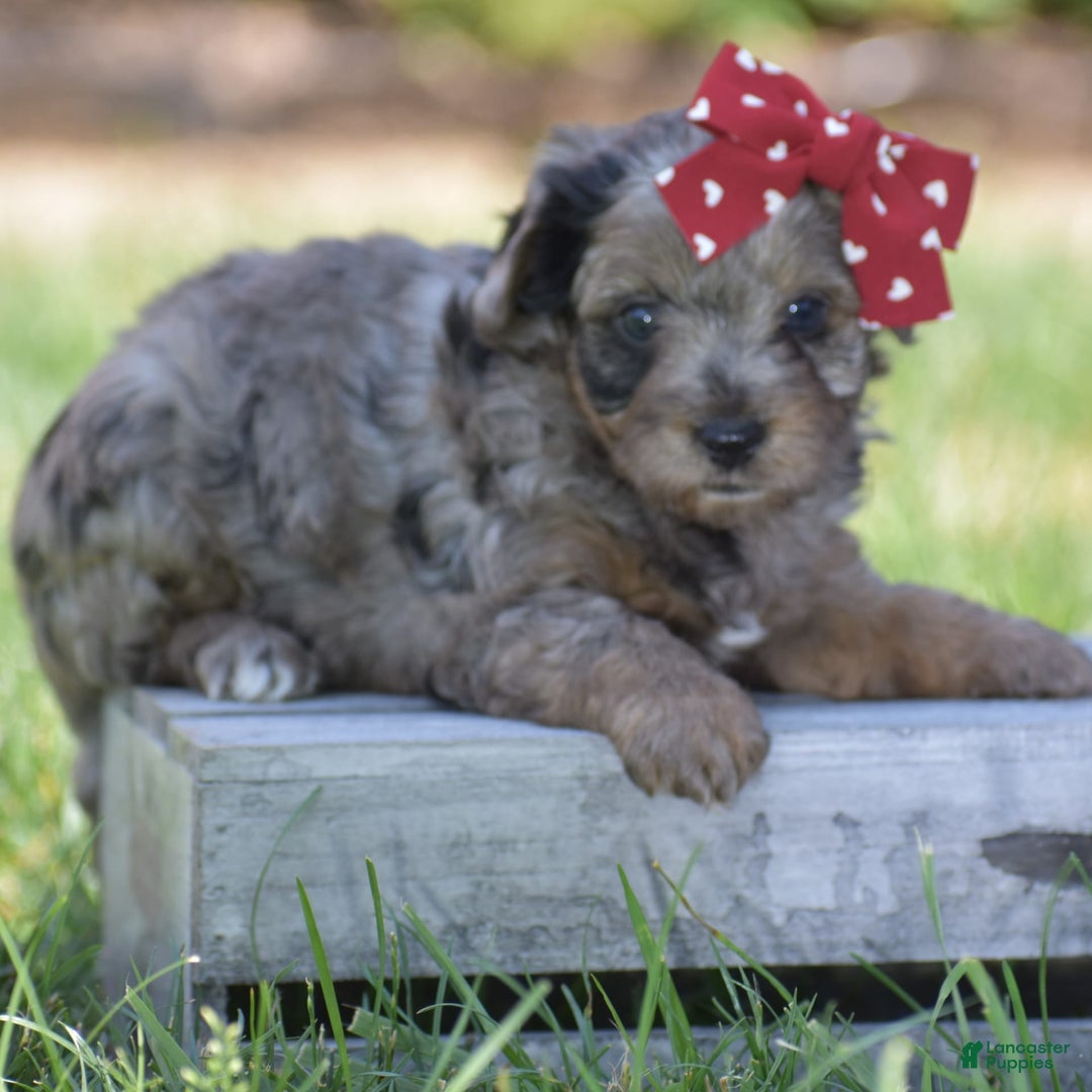 Yorkiepoo dogs for sale: Pluto - Image 3