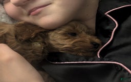 Cockapoo dogs for sale: Bailey - Image 2