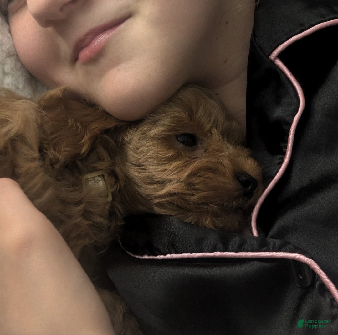 Cockapoo dogs for sale: Bailey - Image 2
