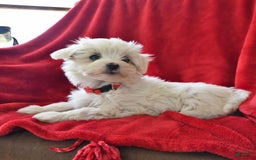 Maltese dogs for sale: Stardust - Image 1