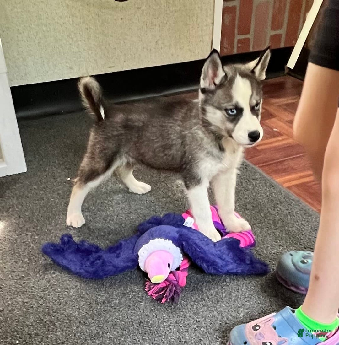 Siberian Husky dogs for sale: Asha - Image 2