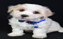 Maltipoo dogs for sale: Bingo - Image 1