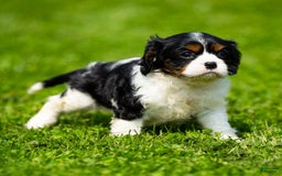 Cavalier King Charles Spaniel dogs for sale: Nila - Image 6