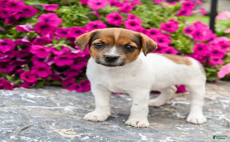 Jack Russell Terrier dogs for sale - Ad 3