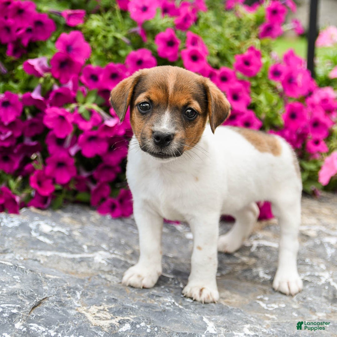 Jack Russell Terrier dogs for sale: Jem - Image 1