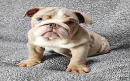 English Bulldog dogs for sale: Ollie - Image 9