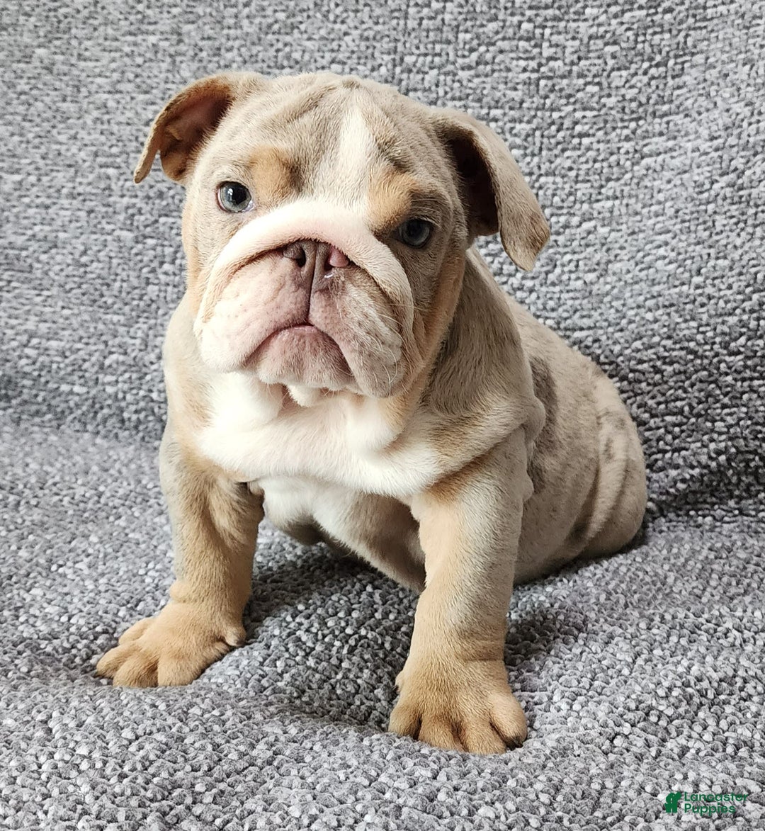 English Bulldog dogs for sale: Ollie - Image 9