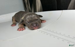American Bully dogs for sale: Boots - Image 1