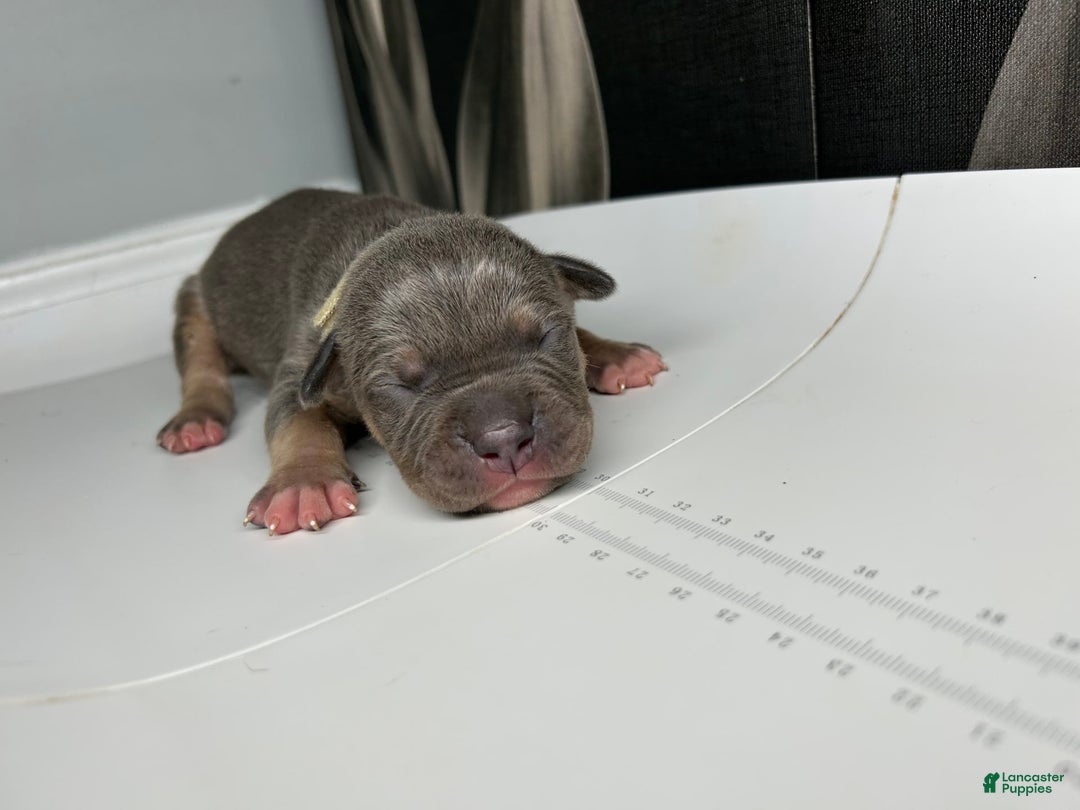American Bully dogs for sale: Boots - Image 1