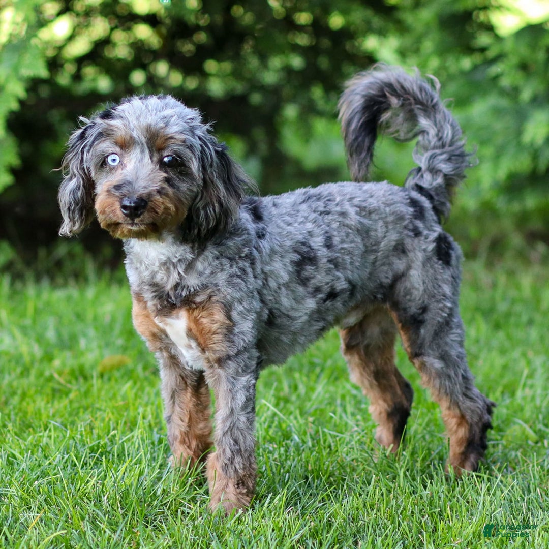 Cavapoo dogs for sale: Pumba - Image 1