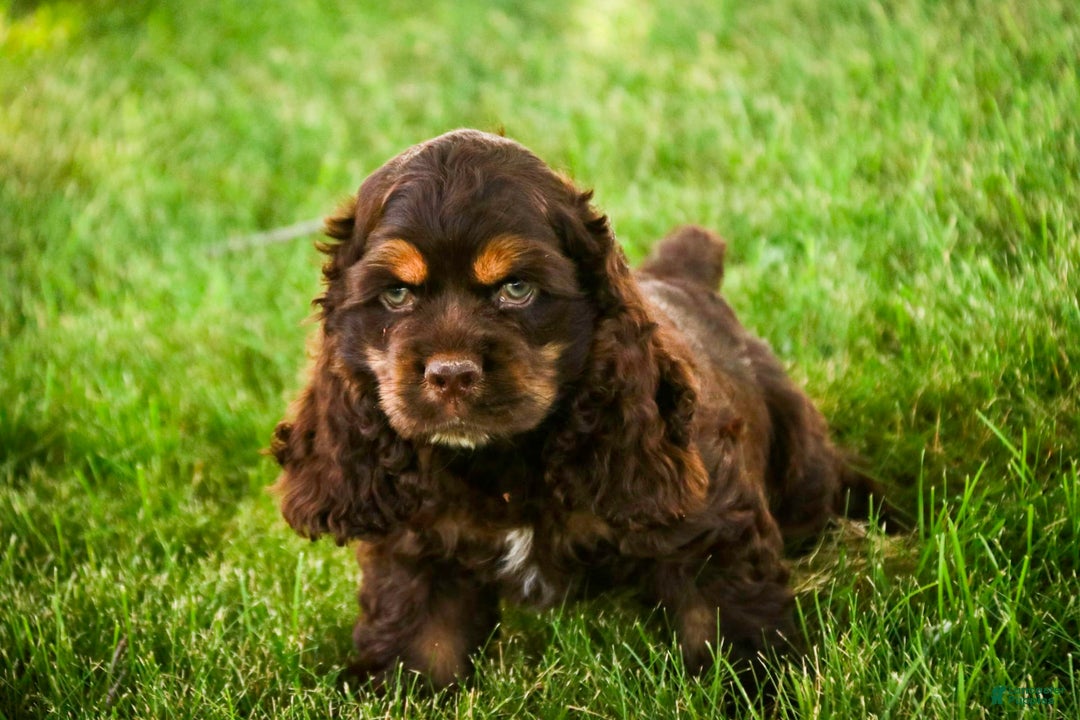 Cocker Spaniel dogs for sale: Dane - Image 17