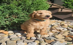 Goldendoodle dogs for sale: B-dog - Image 3