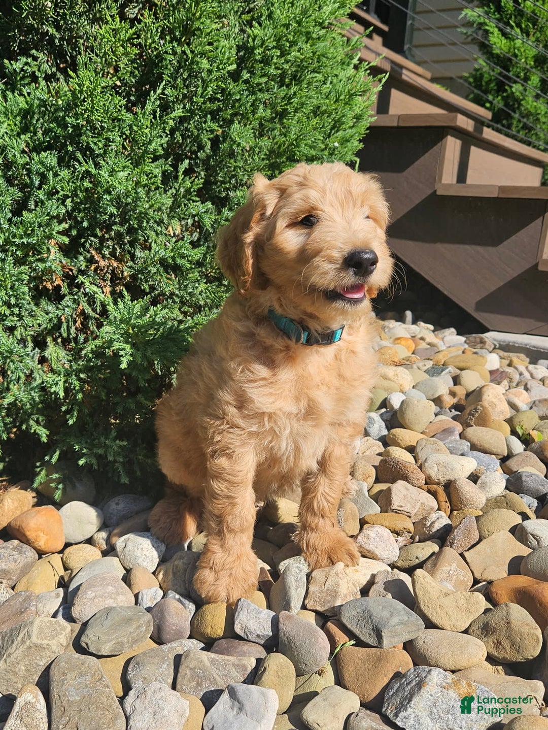 Goldendoodle dogs for sale: B-dog - Image 3