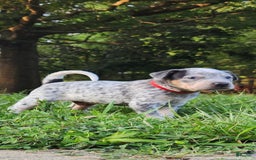 Catahoula Leopard Dog dogs for sale: Dallas - Image 6