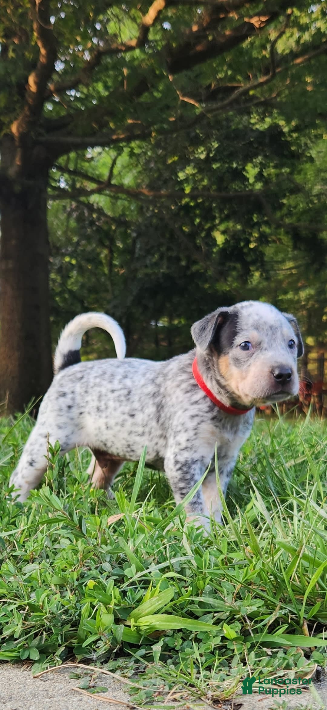 Catahoula Leopard Dog dogs for sale: Dallas - Image 6