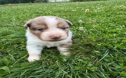Australian Shepherd dogs for sale: Sky - Image 1