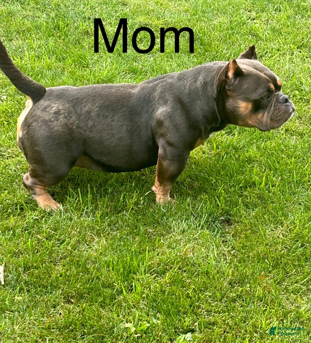 American Bully dogs for sale: Paris - Image 7