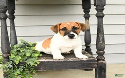 Jack Russell Terrier dogs for sale: Licorice - Image 7