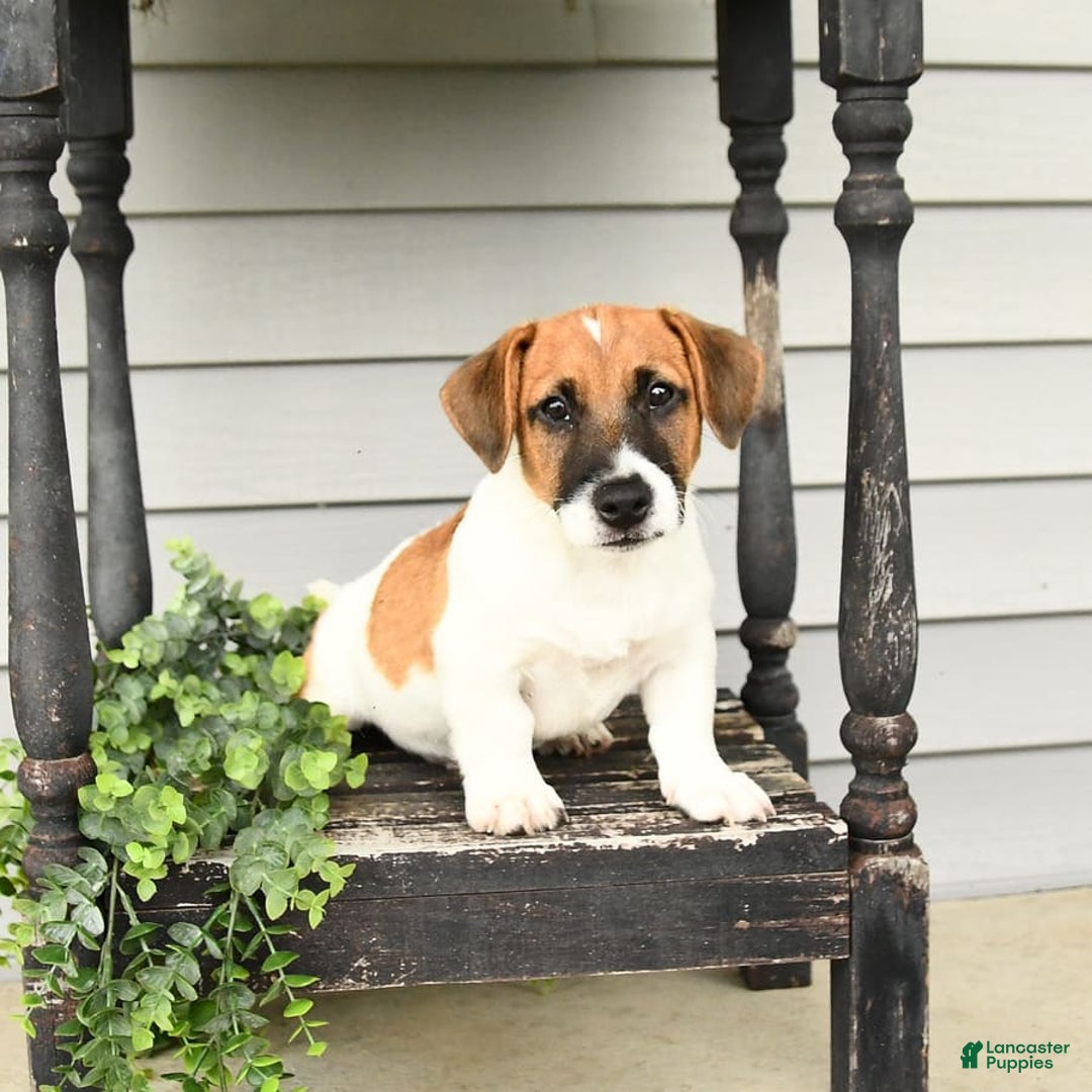 Jack Russell Terrier dogs for sale: Licorice - Image 7