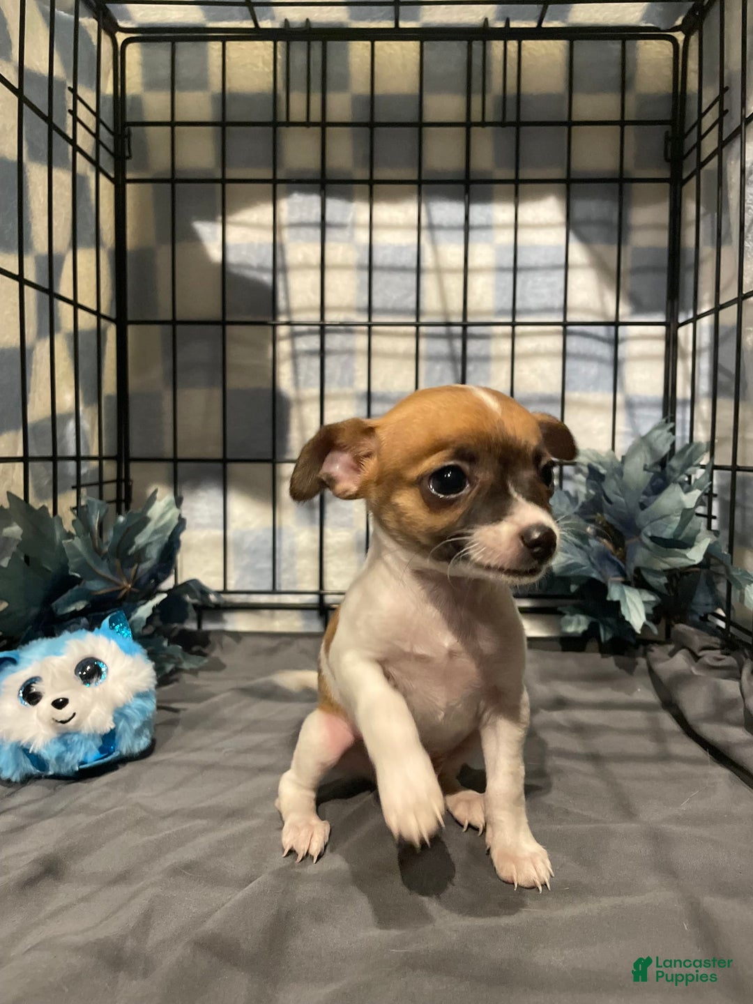 Chihuahua dogs for sale: Bia - Image 13