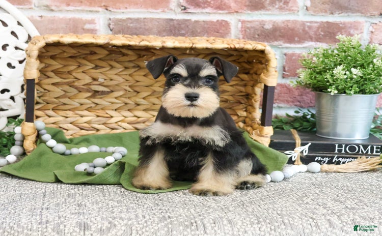 Miniature Schnauzer dogs for sale - Ad 5