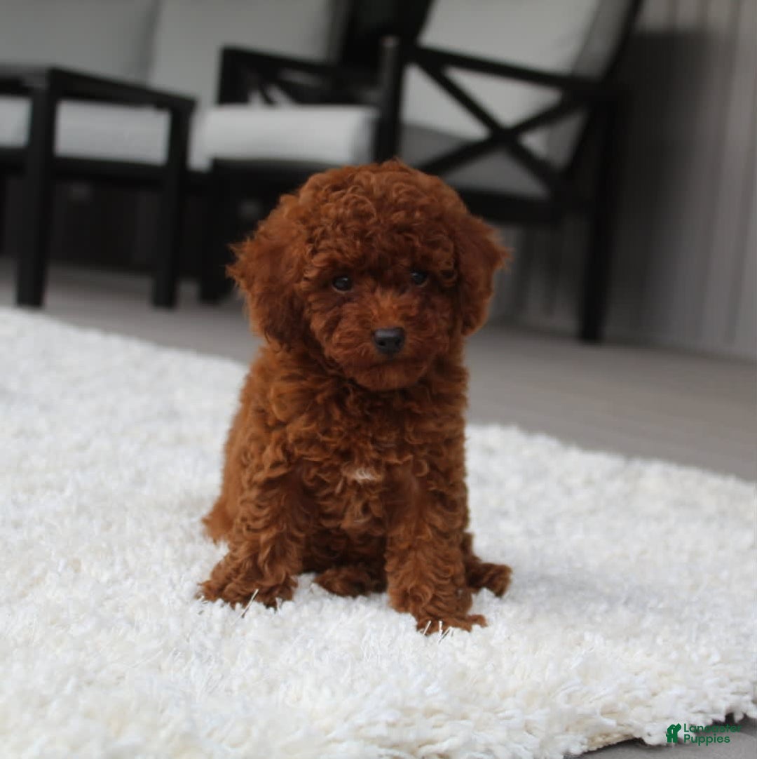 Toy Poodle dogs for sale: Elena - Image 12