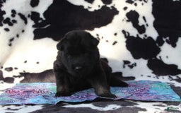 Gerberian Shepsky dogs for sale: Pink - Image 3