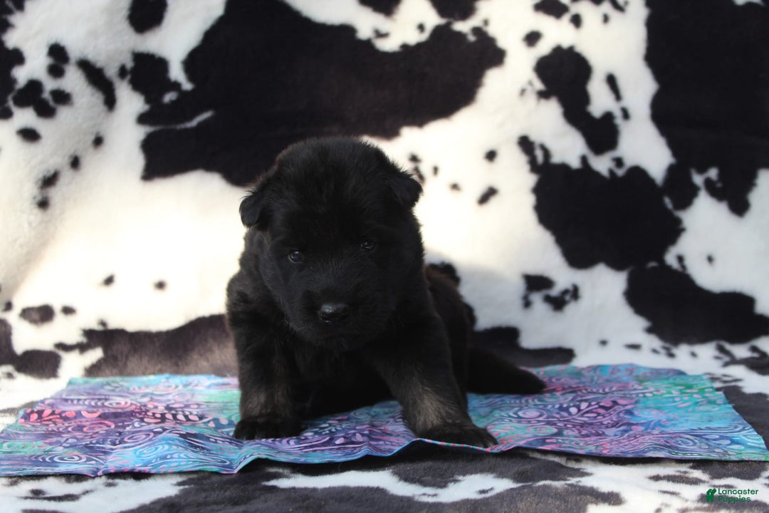 Gerberian Shepsky dogs for sale: Pink - Image 3
