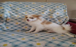 Pomeranian dogs for sale: Cheyenne - Image 5