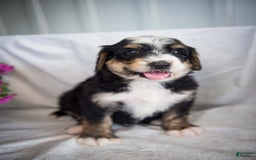 Bernedoodle dogs for sale: Jordan - Image 12